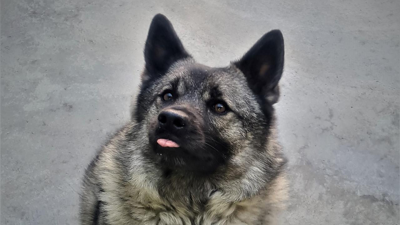 Dog at the Post Entry Quarantine facility at Mickleham, Victoria