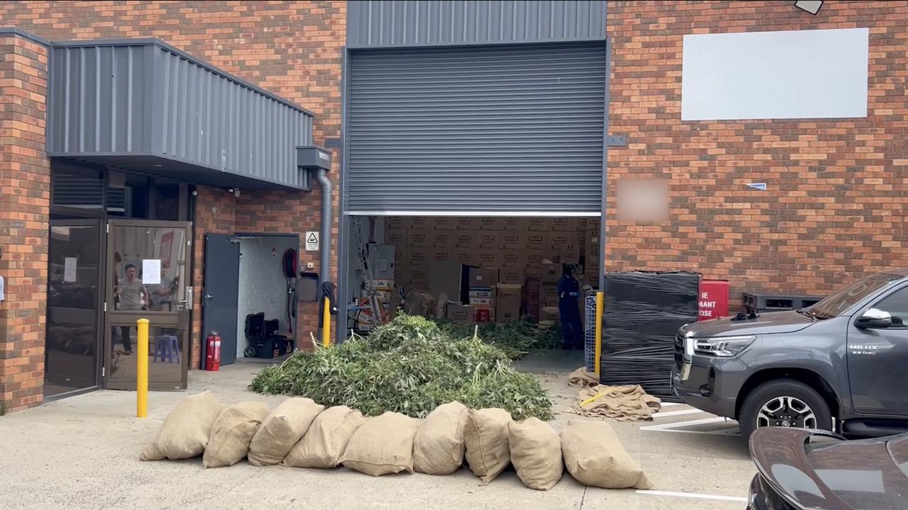 The cannabis plants