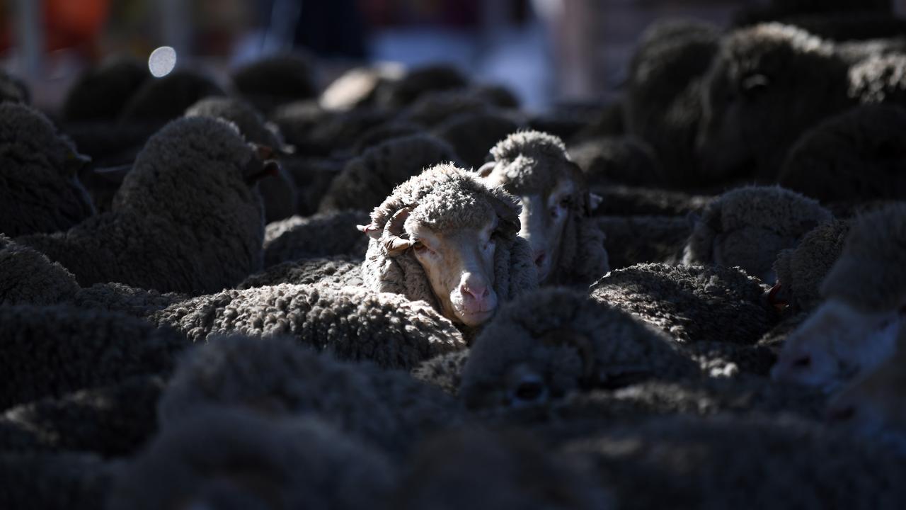 Sheep