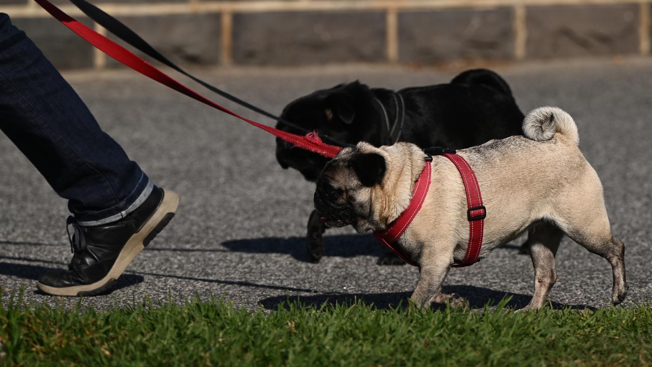 Dogs being walked (file image)