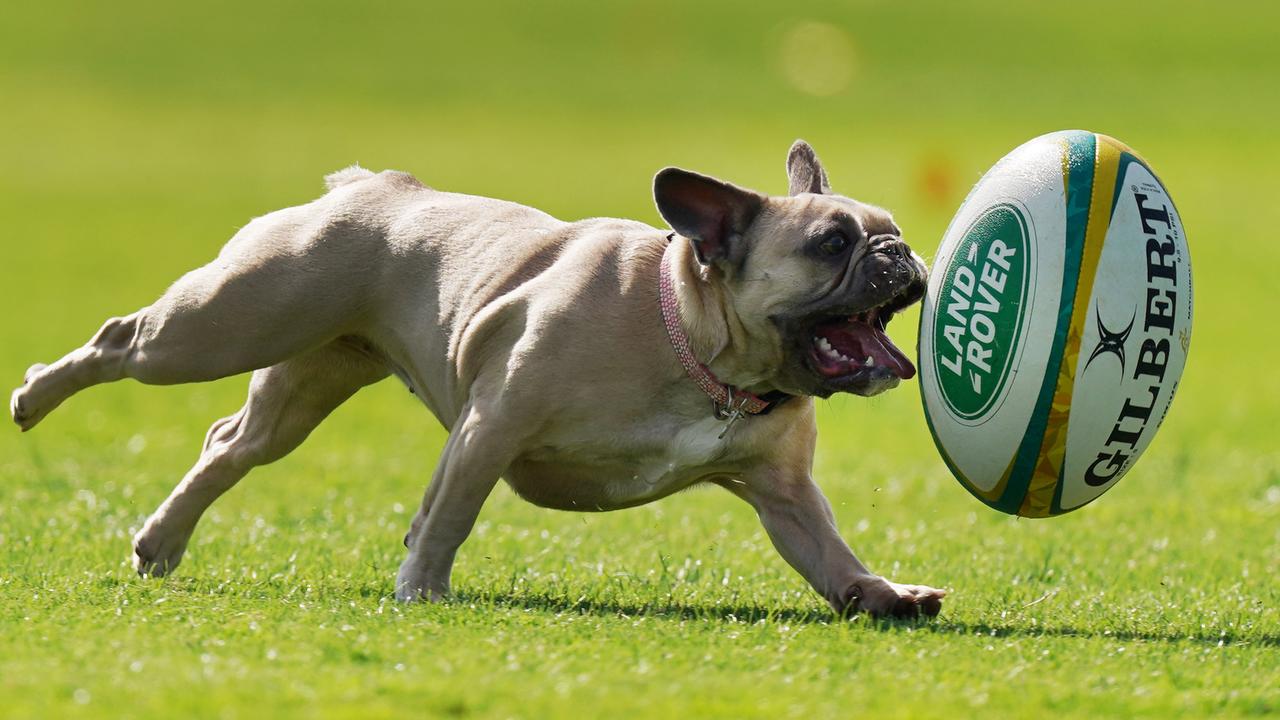 Maggie the French bulldog (fileimage)