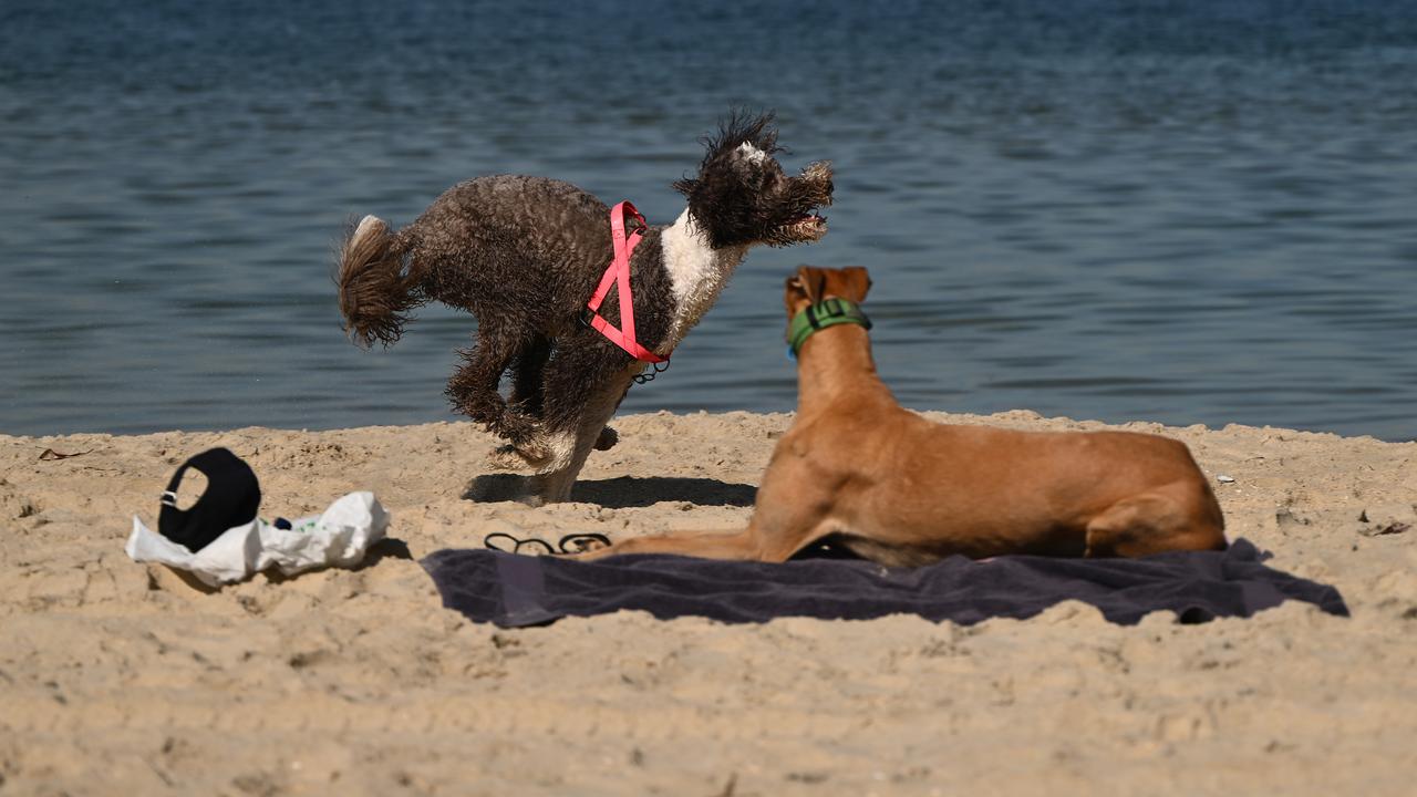 Dogs at a beach in South Melbourne (file image)