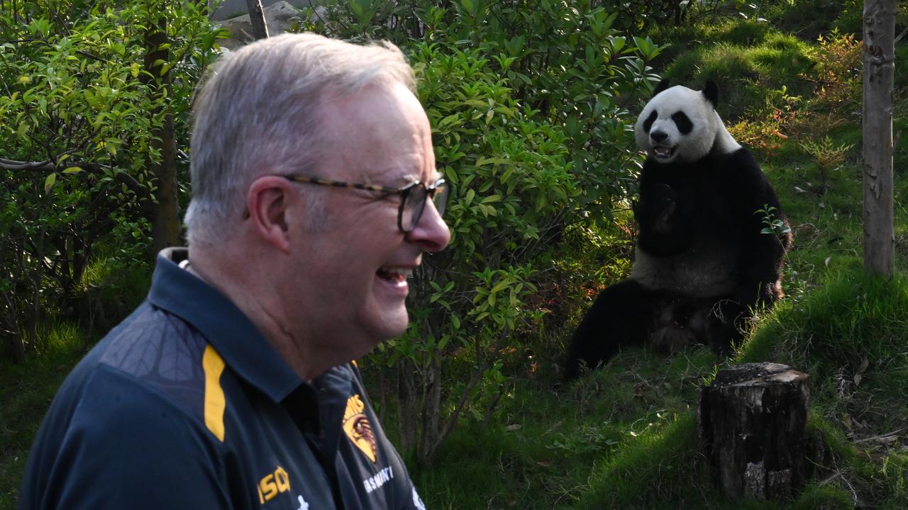Prime Minister Anthony Albanese is seen with panda Su Xing