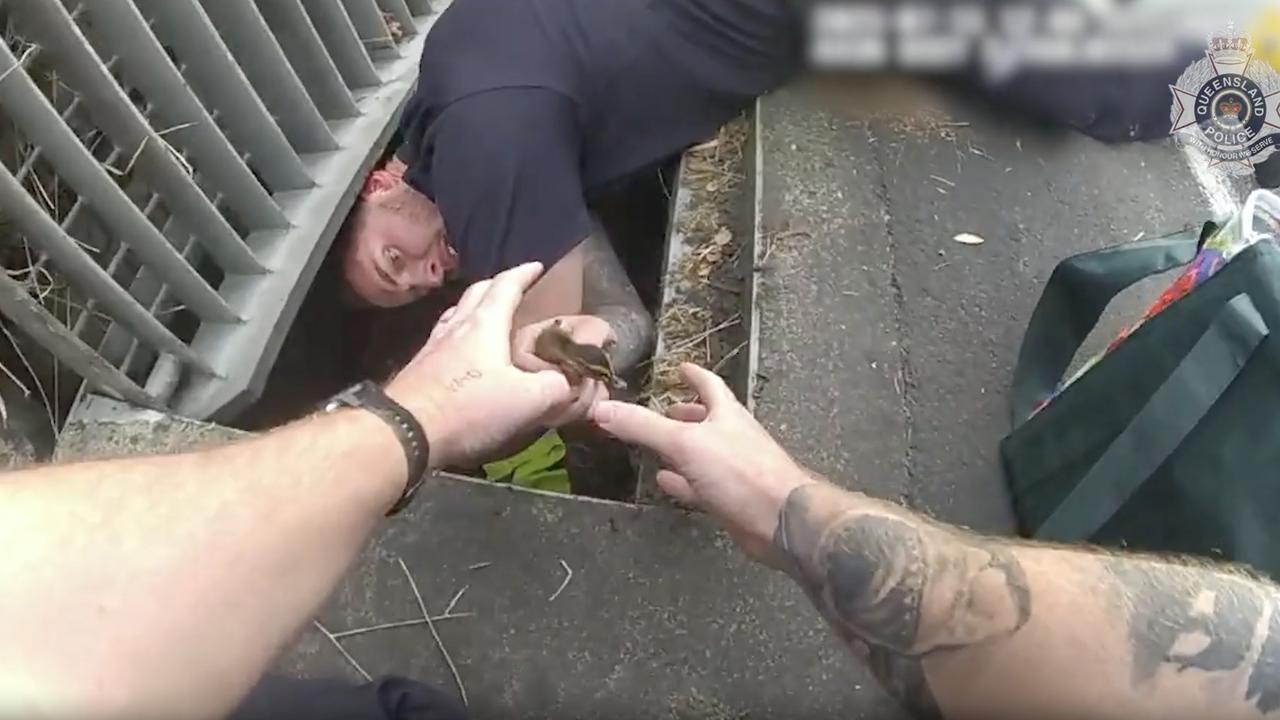 Police rescue ducklings from drain