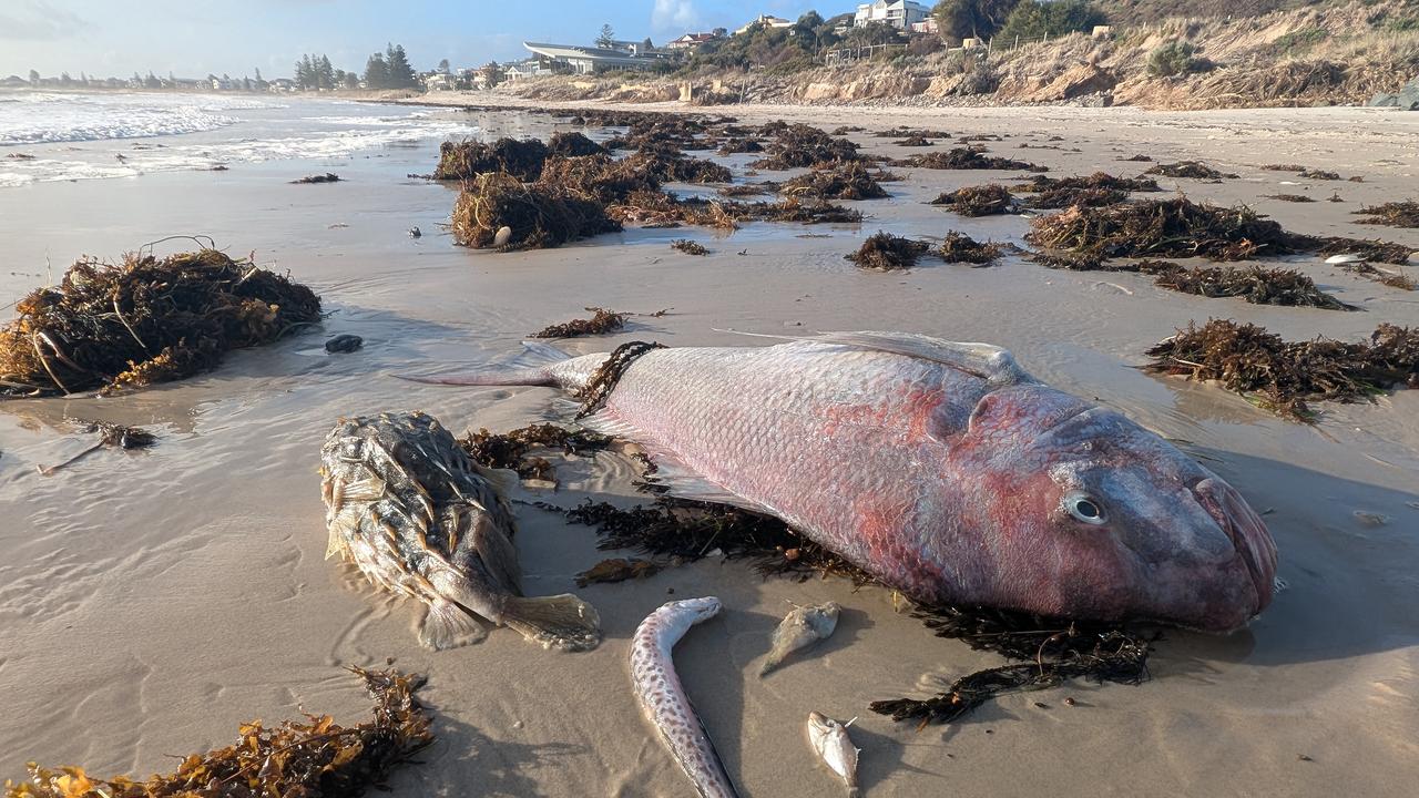 Dead fish