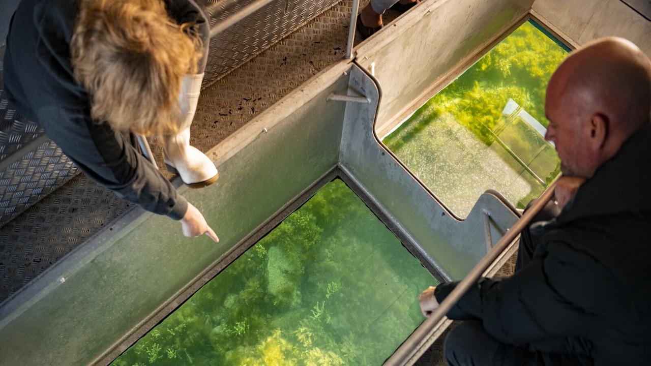 Tourists view giant cuttlefish through a glass-bottom boat