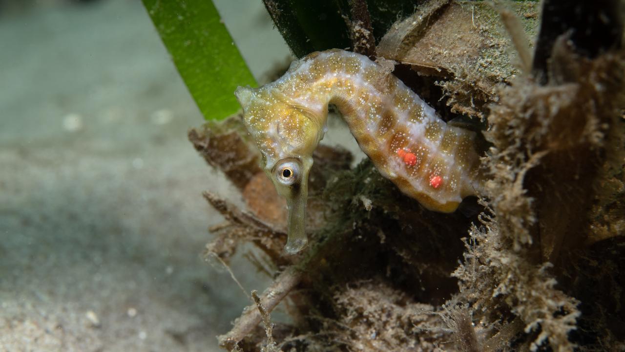 A baby White's seahorse released in NSW