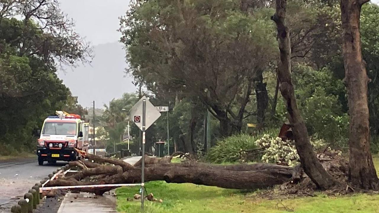 Fallen trees