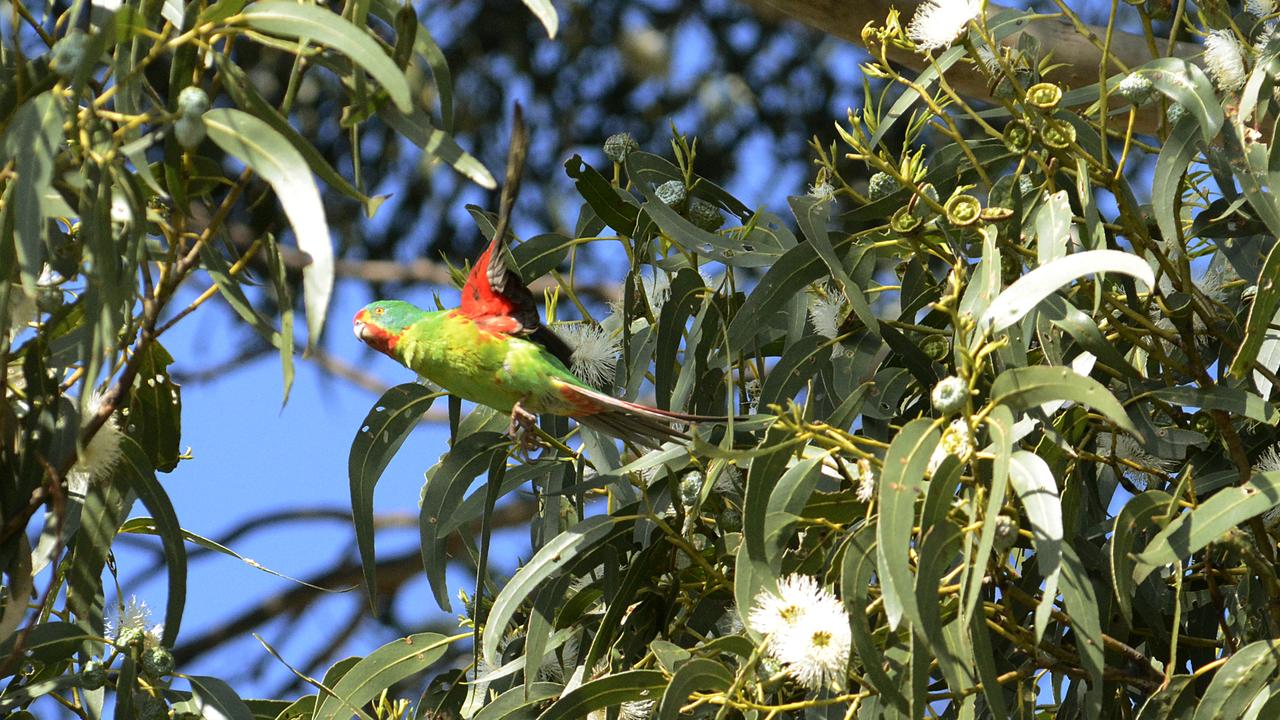 swift parrots 