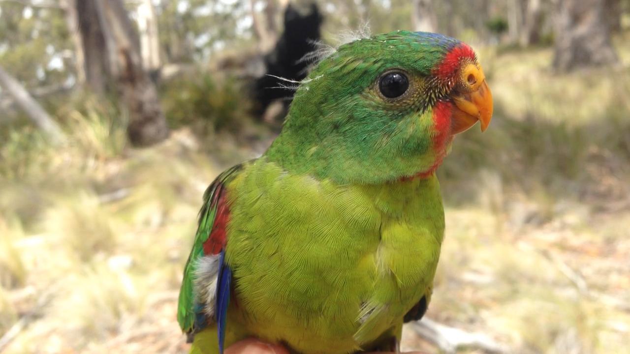 Swift parrot 