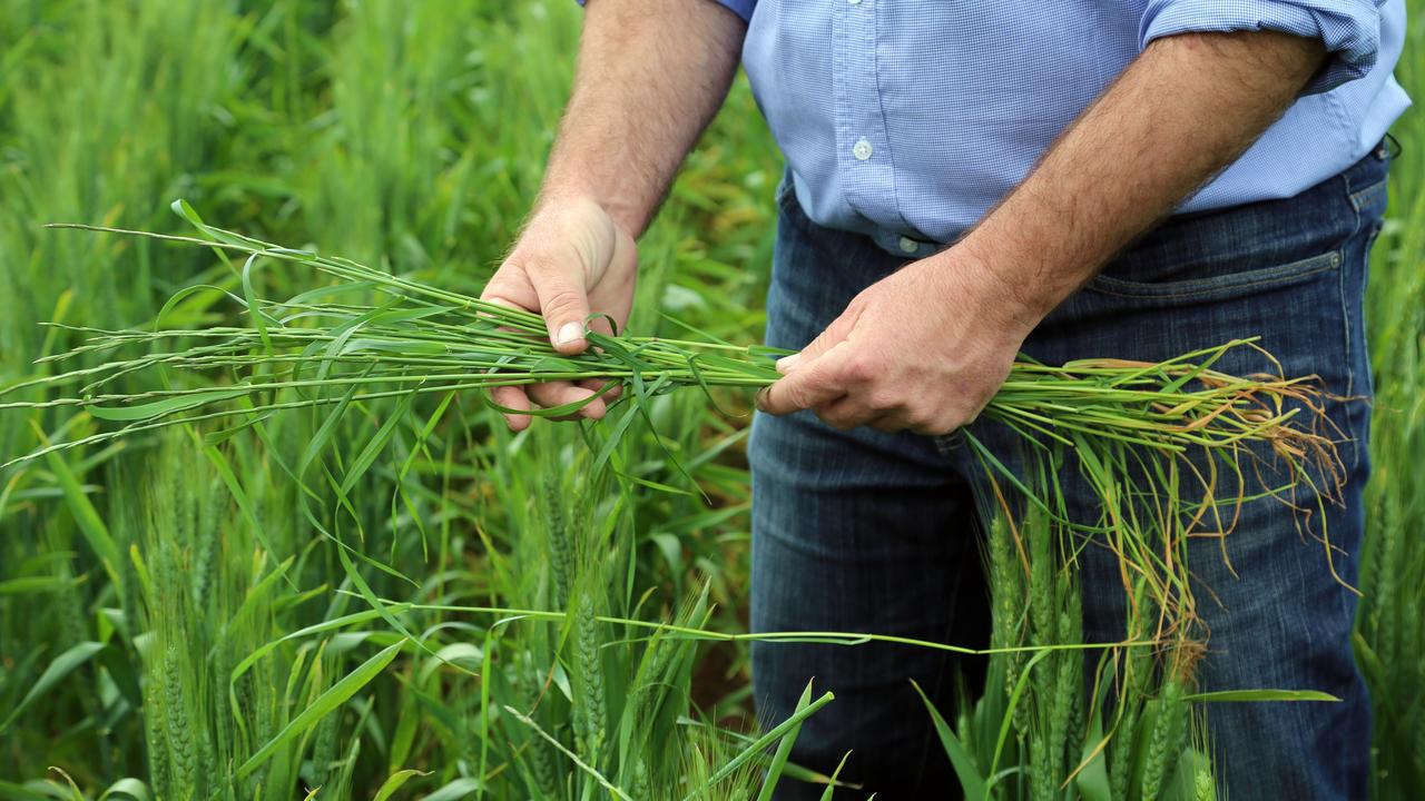 Ryegrass