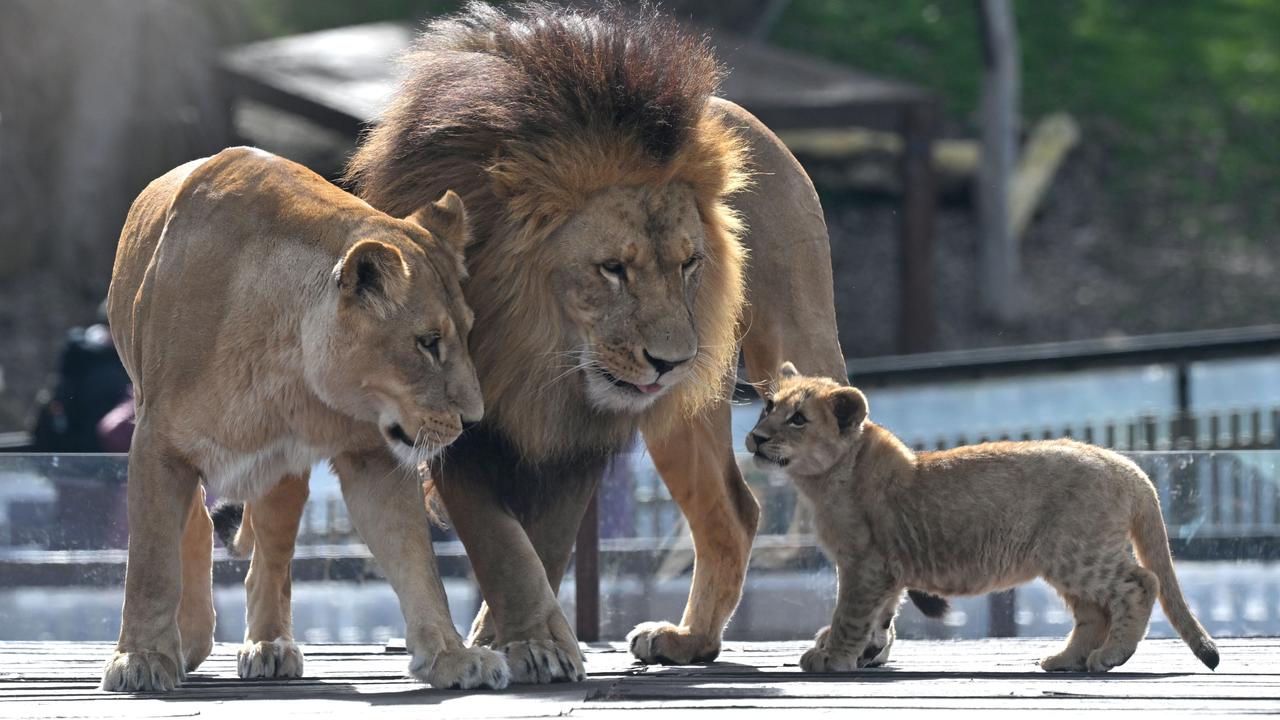 Family of lions at Canberra zoo