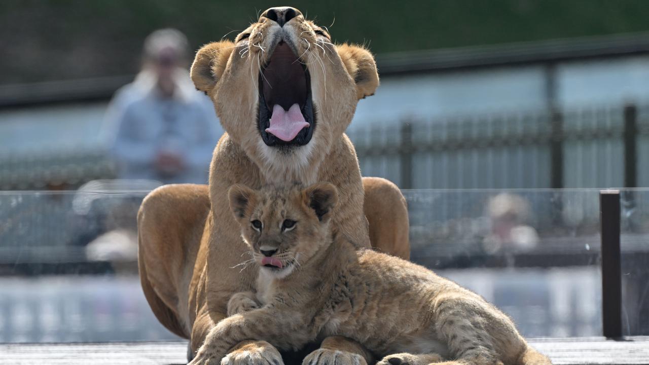 Mother lioness 'Nairibi' with with her lion cub 'Nyra'