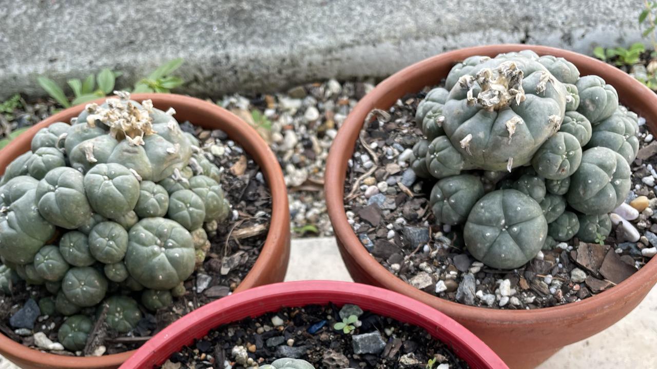 CACTUS IMPORTATION CONVICTION