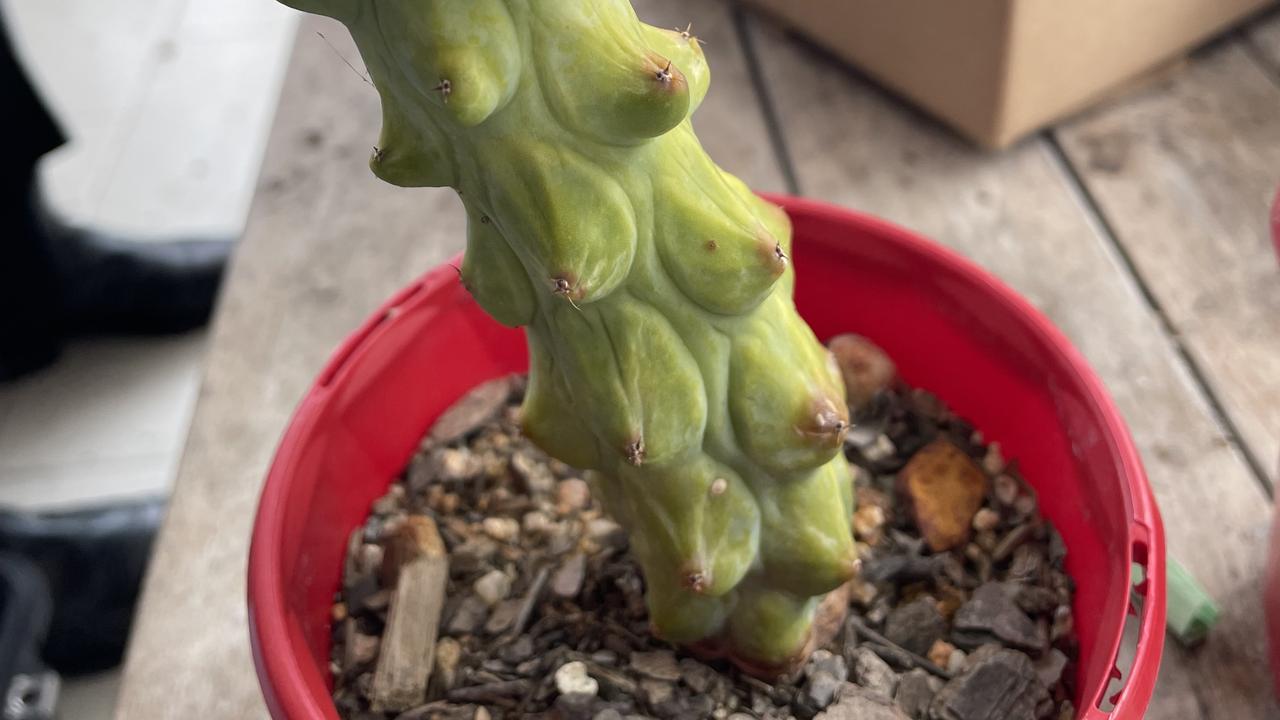 CACTUS IMPORTATION CONVICTION