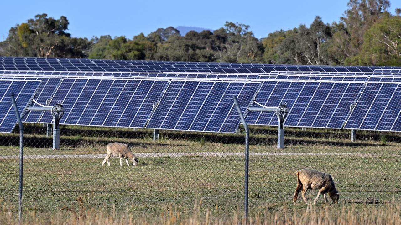 Sheep graze near solar panels