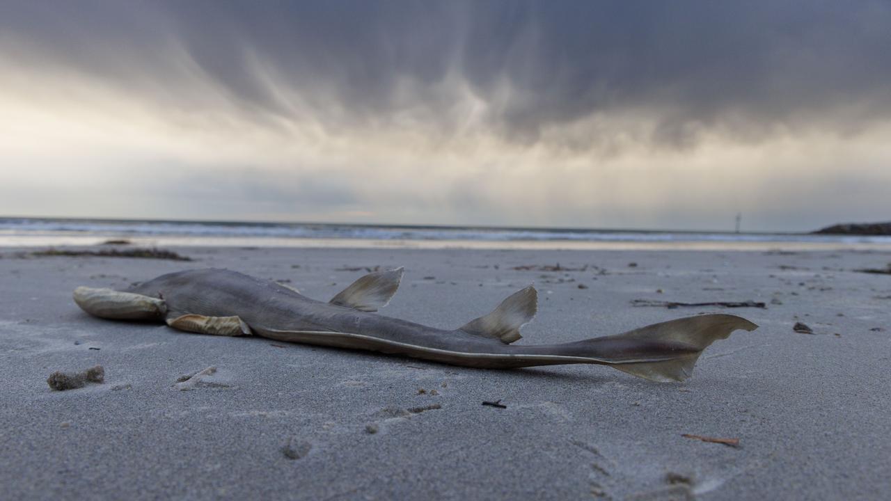 SA ALGAL BLOOM CRISIS