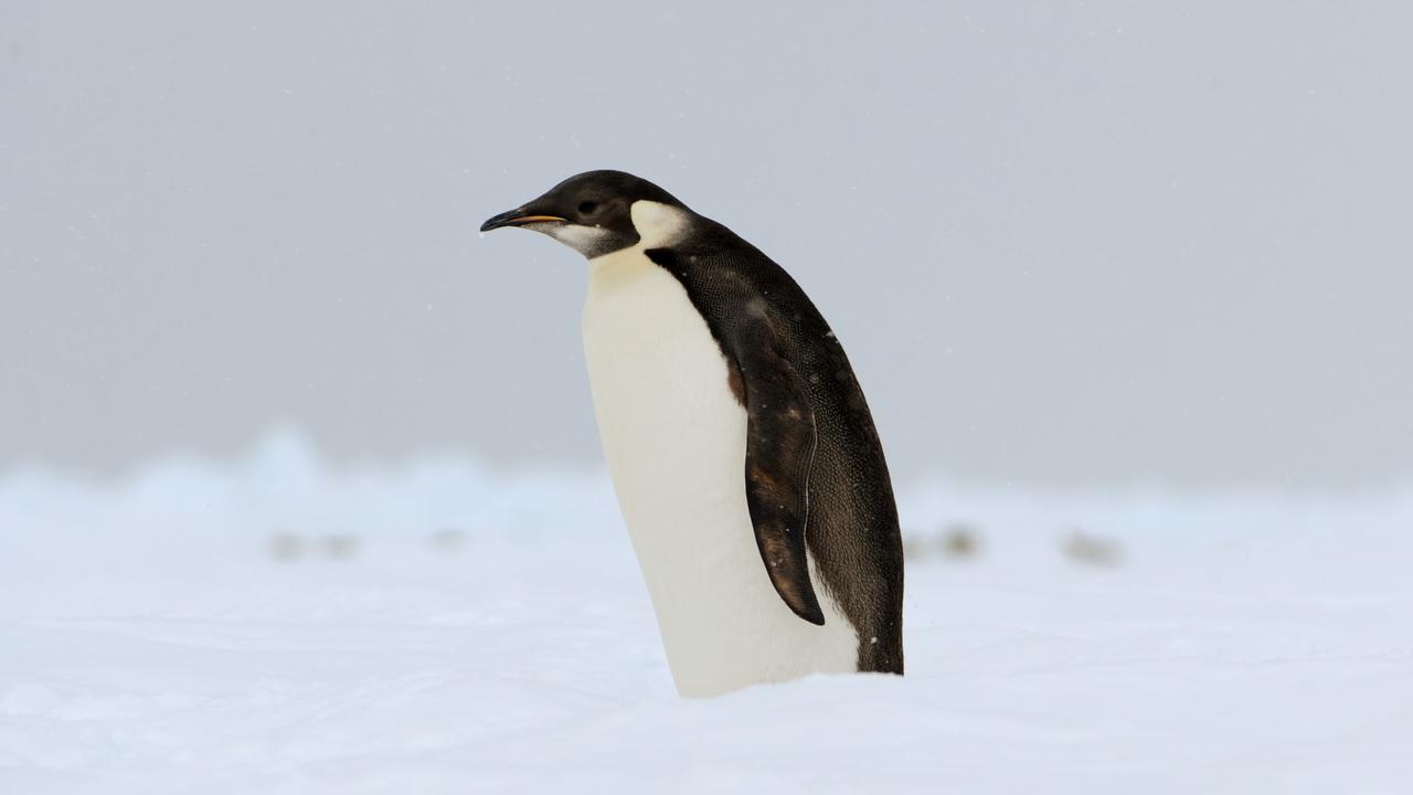 penguins