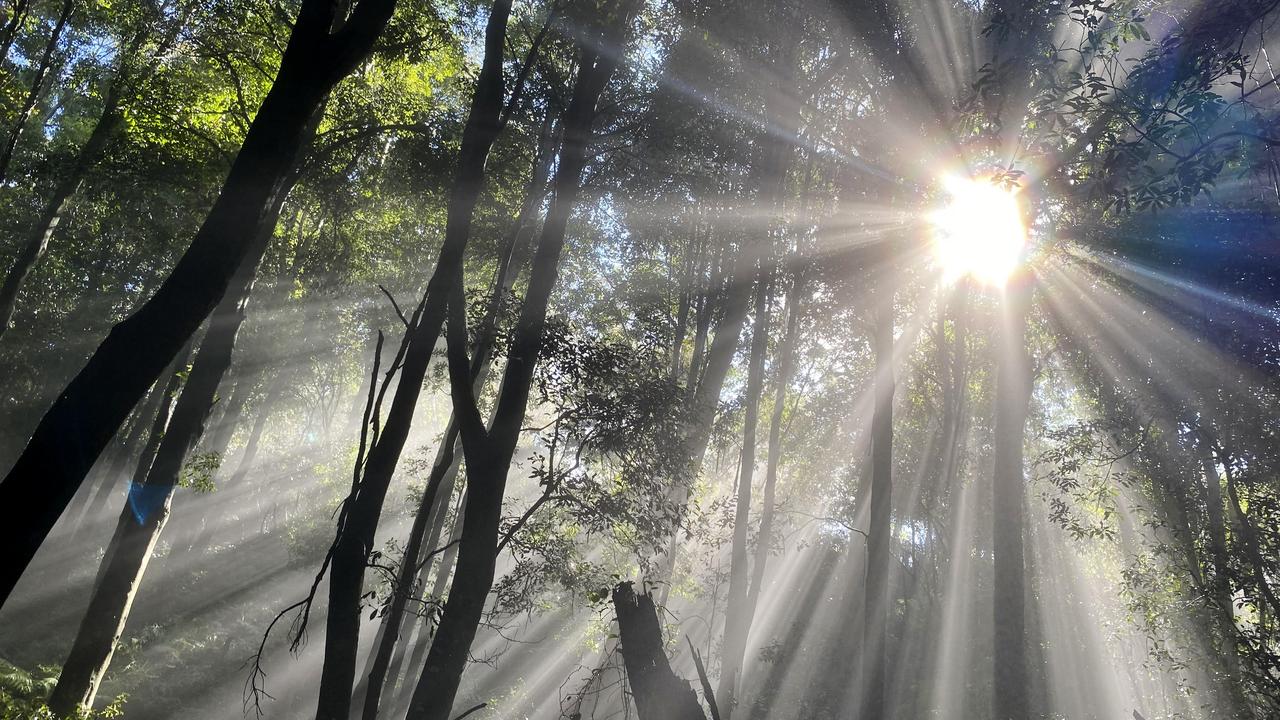 Sun rays shine through treetops