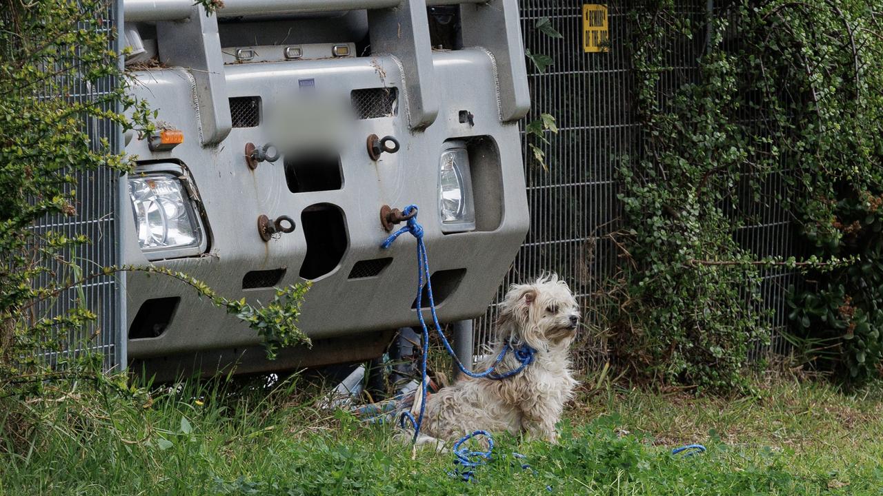 Dog tied to a truck