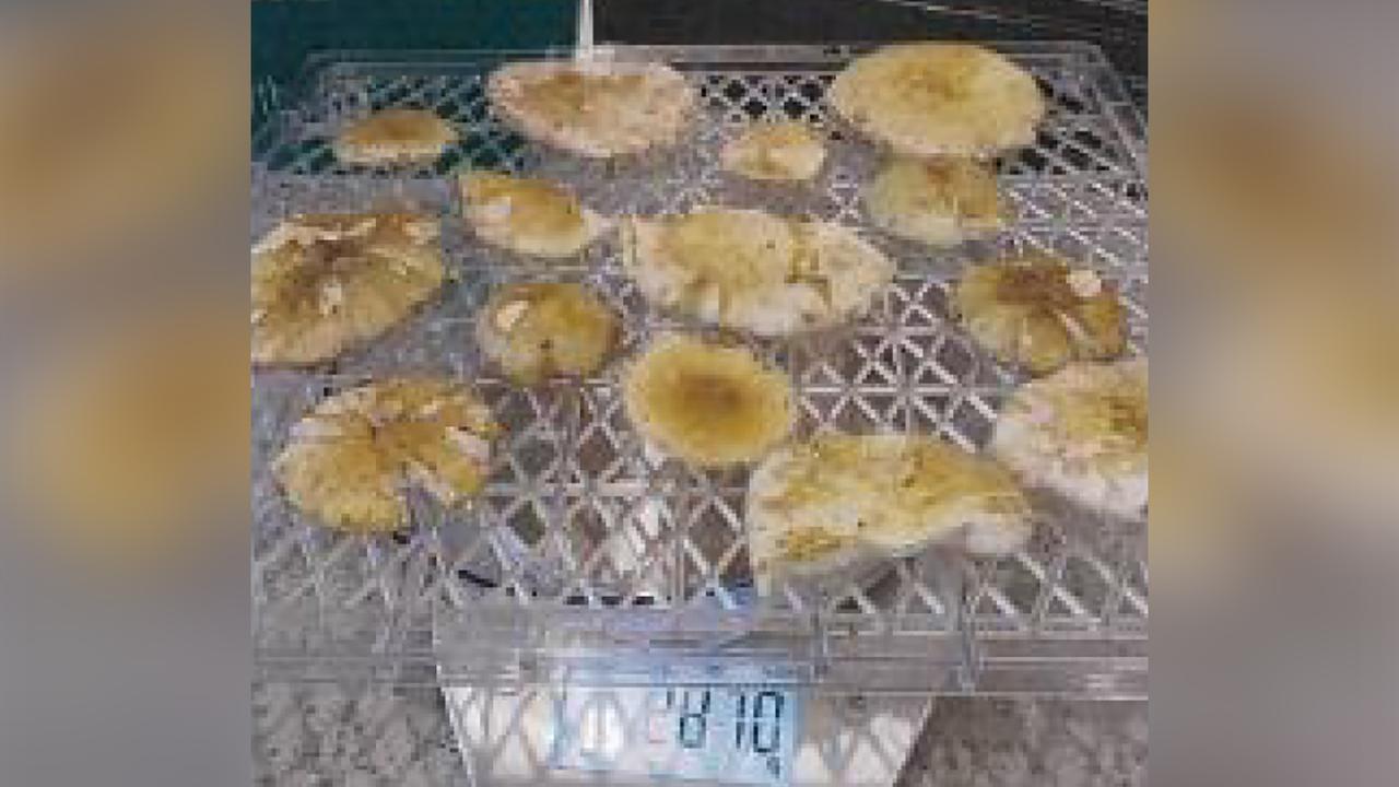 Mushrooms on scales