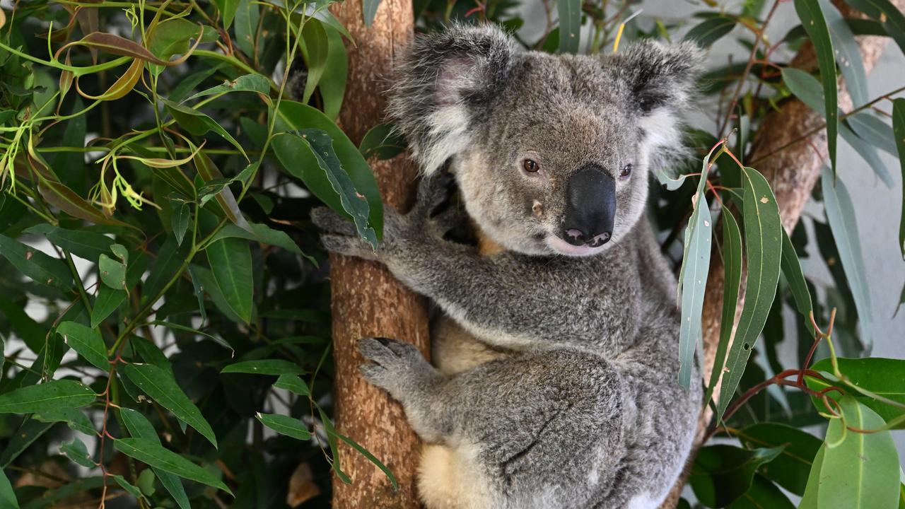 A koala at the Endeavour Veterinary Ecology in Toorbul