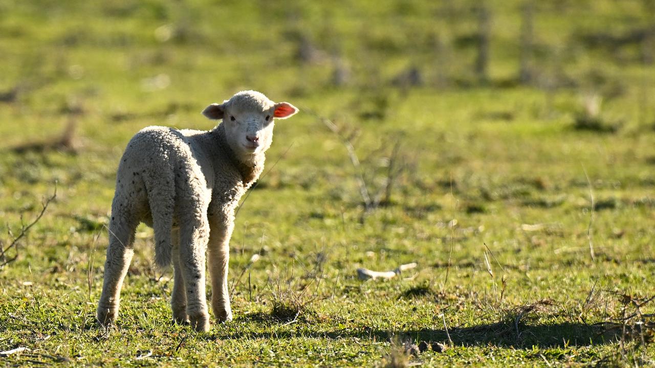 Lamb