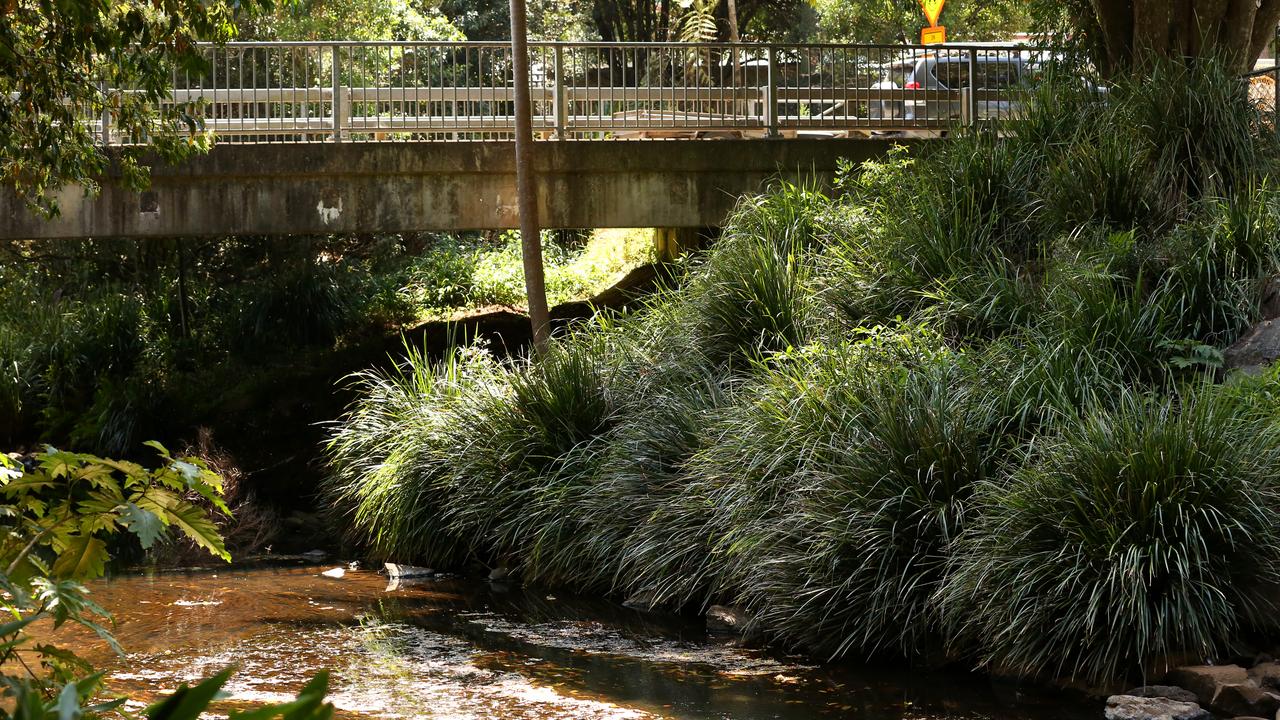 A creek bank at well known platypus habitat Obi Obi Creek