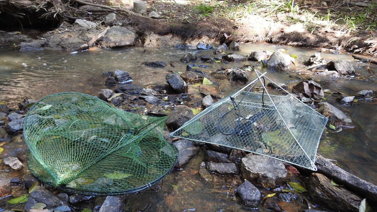 Yabbie traps
