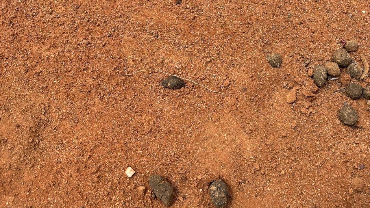 A footprint found in the search for Gus