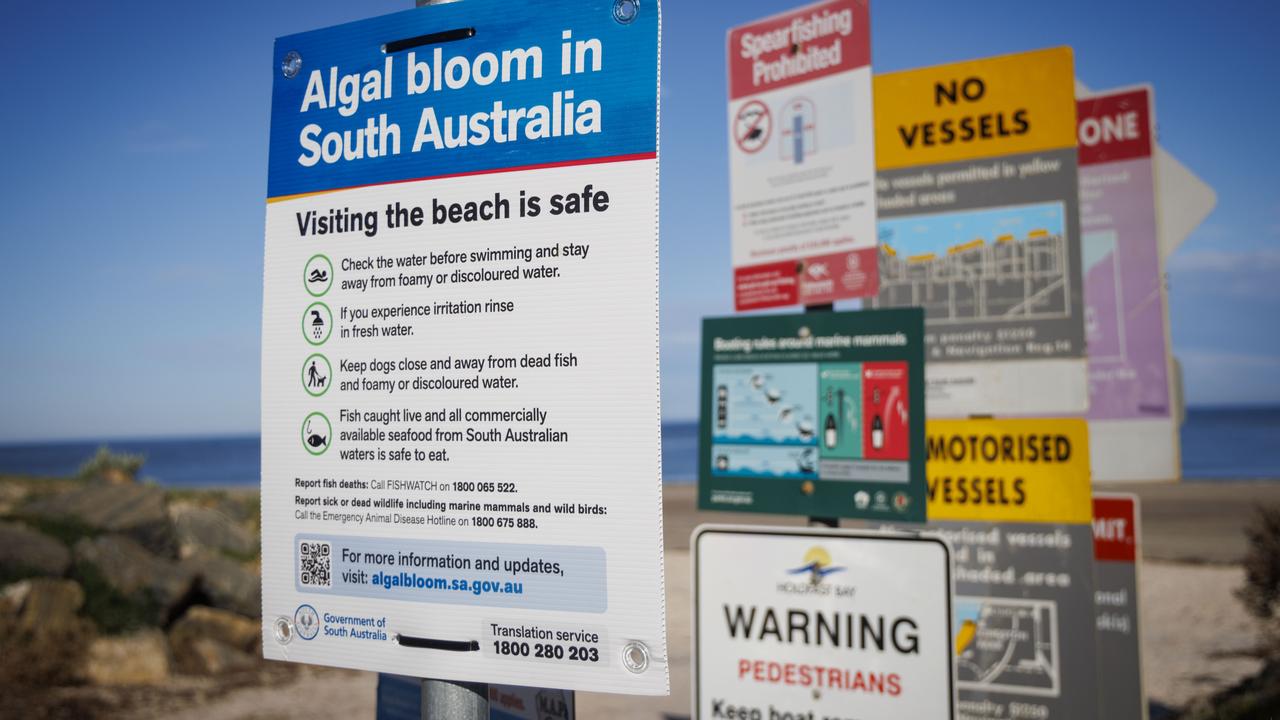 Algal Bloom