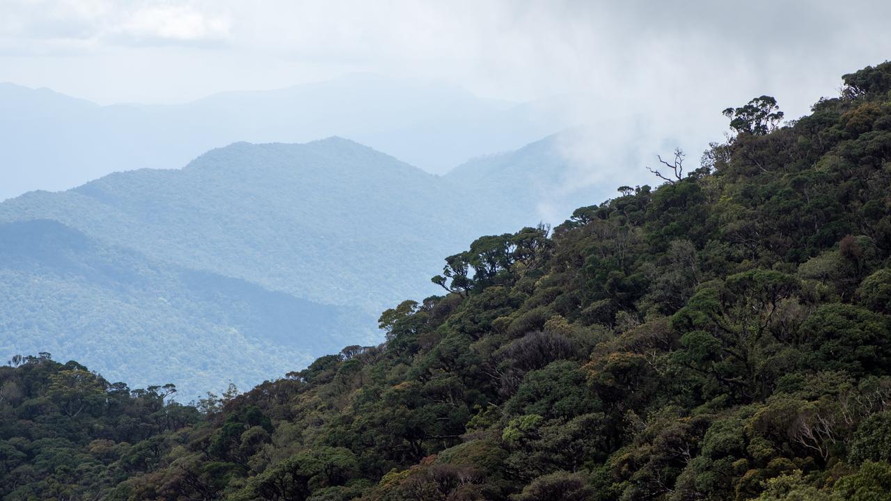 Crediton State Forest, Queensland