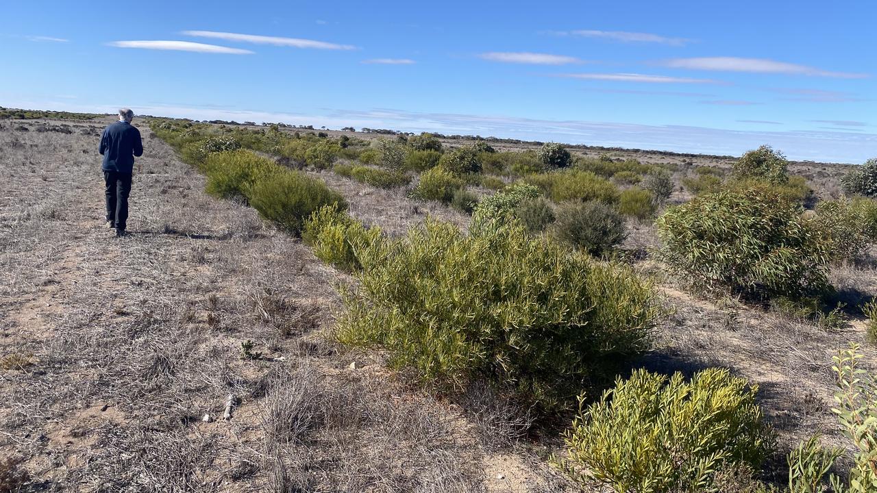Land restoration project at Acraman Creek in South Australia