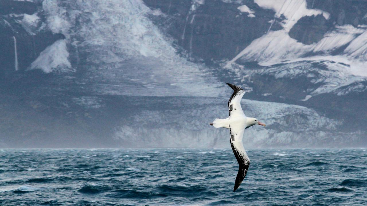 Seabird