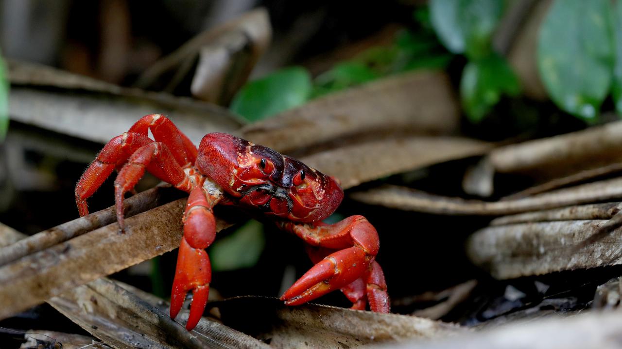 CHRISTMAS ISLAND CRABS