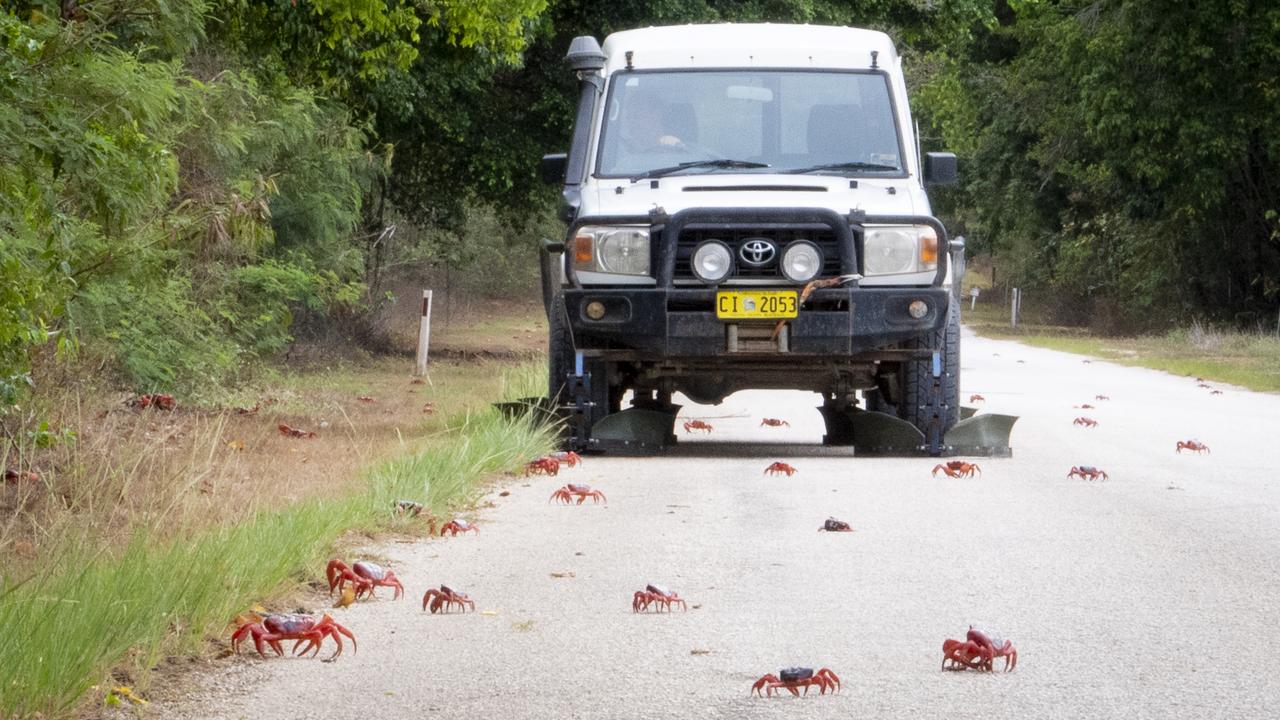 CHRISTMAS ISLAND CRABS