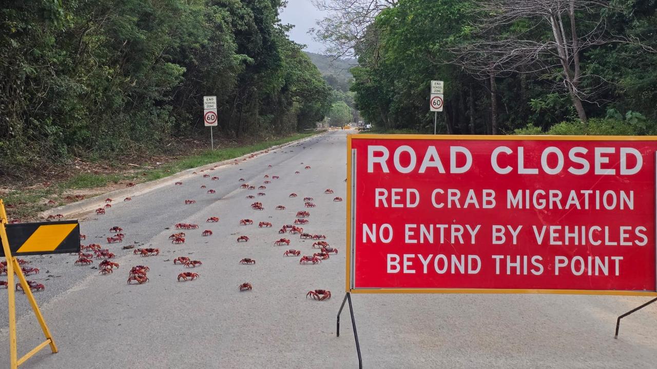 CHRISTMAS ISLAND CRABS