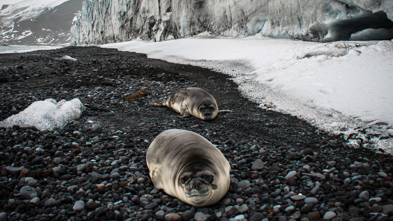 Southern elephant seals on Hoseason Beach