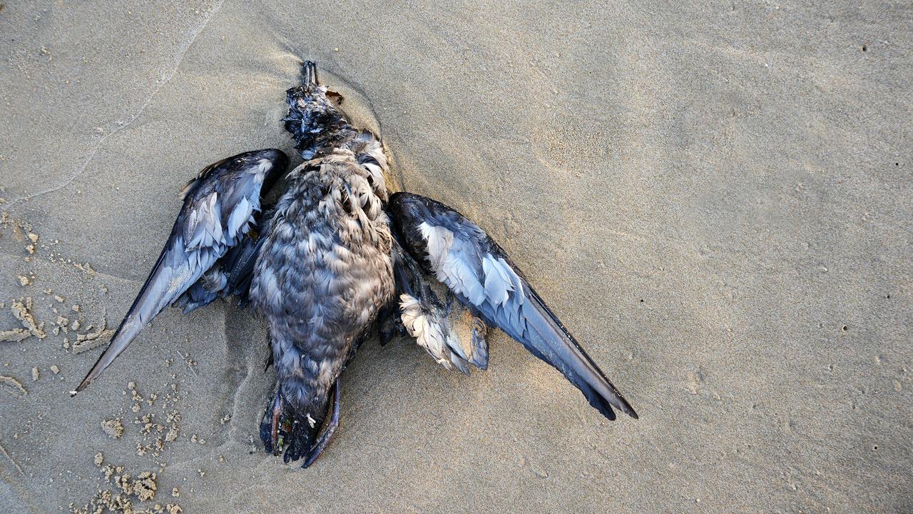 A dead seabird washed up in Newcastle