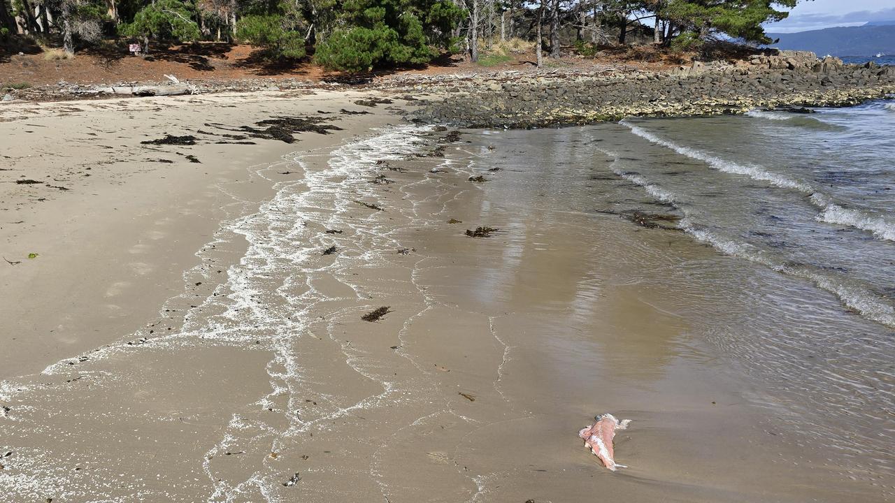 A file photo of salmon on Bruny Island