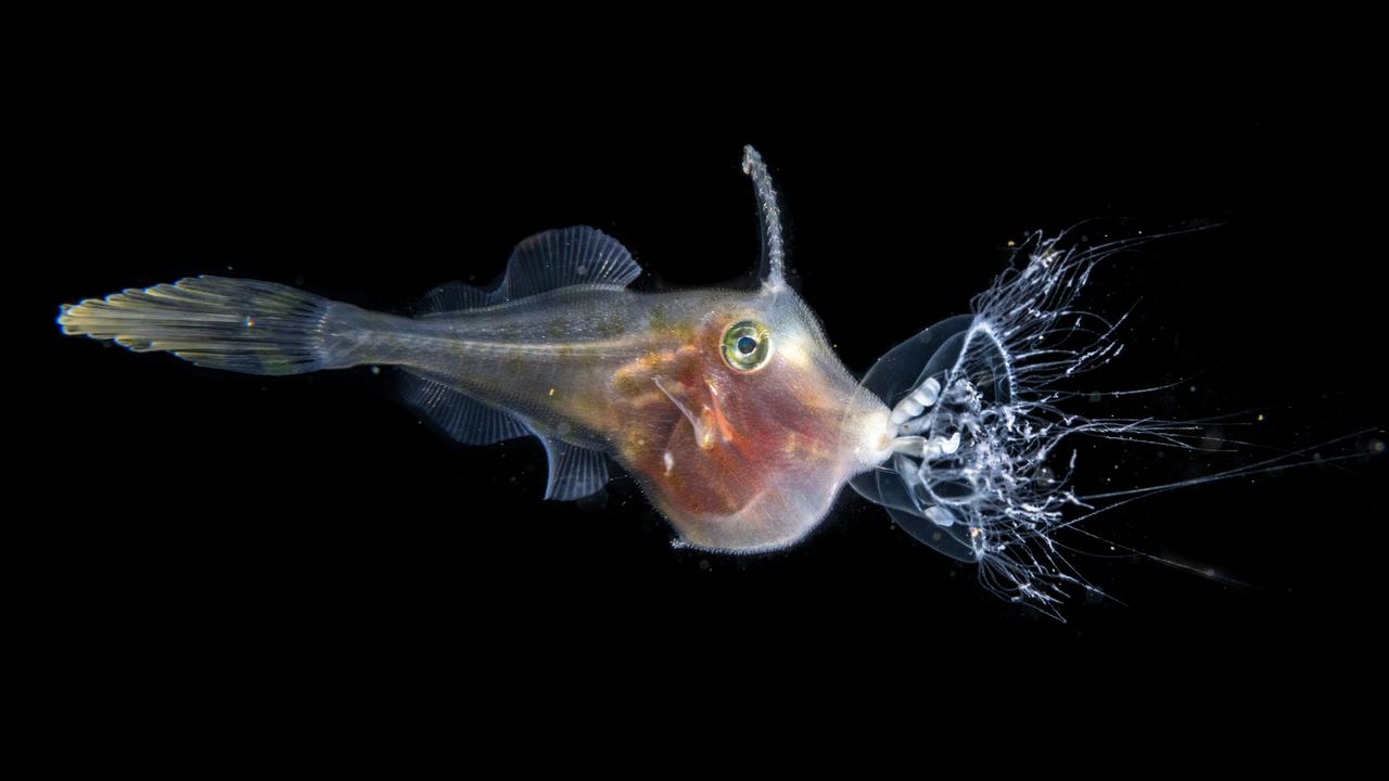 Photo by Jailing Cai of a filefish biting a jelly
