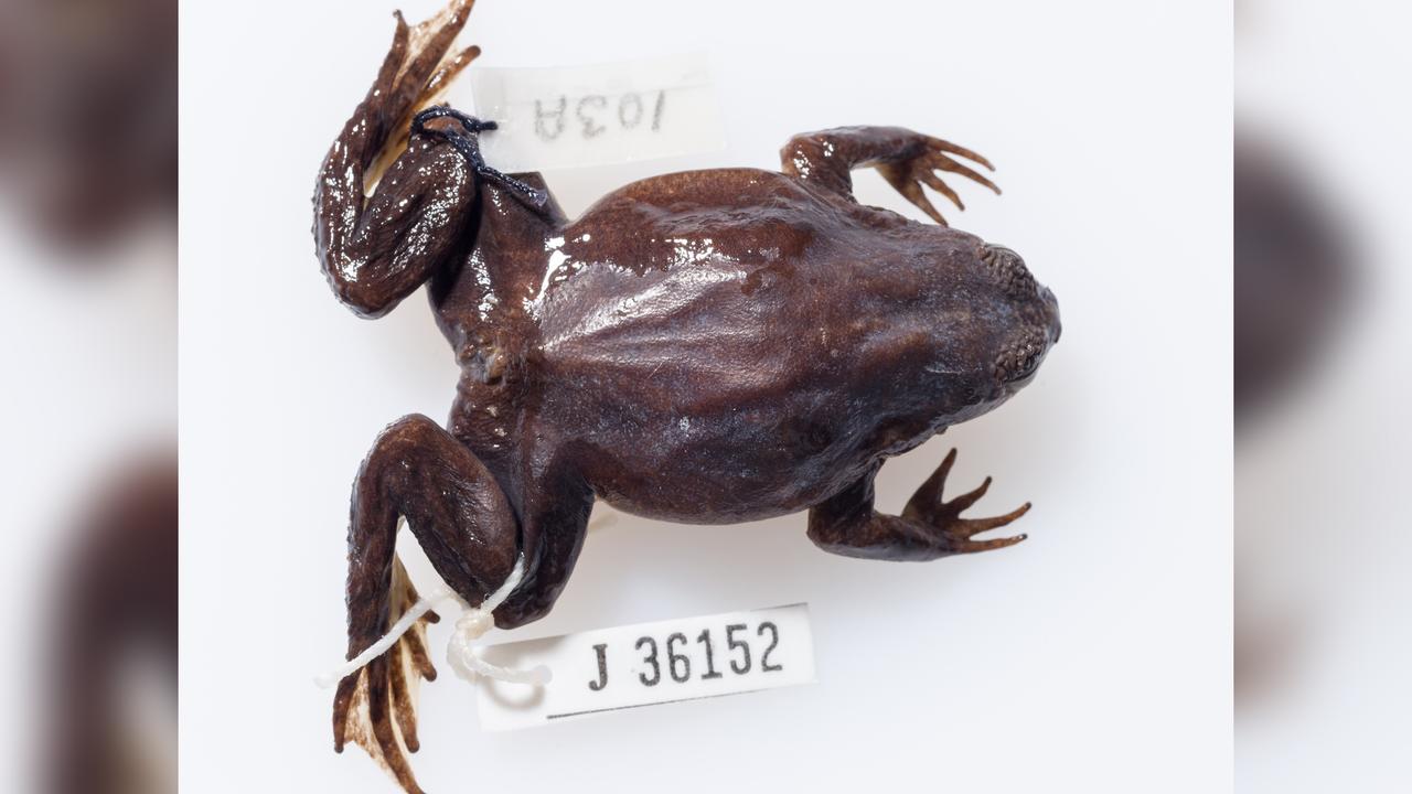 southern gastric-brooding frog