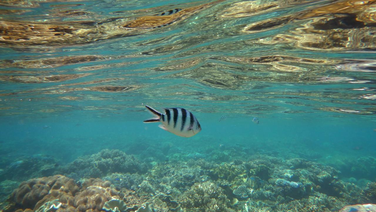 The Great Barrier Reef in far north Queensland, Cairns