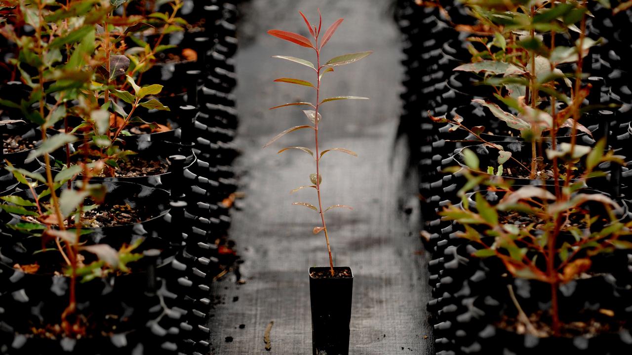 Seedlings of Australian native plants in Ku-ring-gai, Sydney