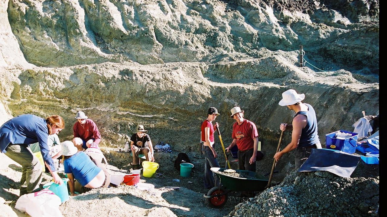 Prehistoric crocodile eggs were found in a clay pit in Murgon, Qld