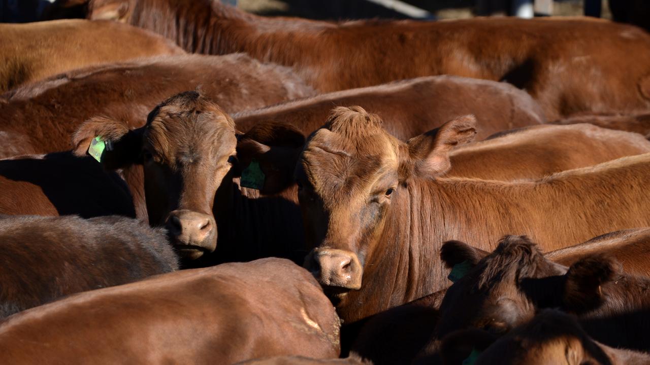 Cattle awaits auctioning at the cattle yards in Dalby