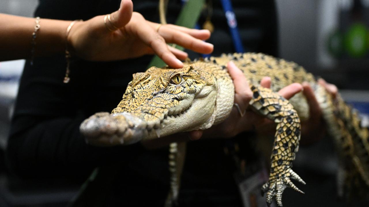 Members of the media capture a saltwater crocodile on display