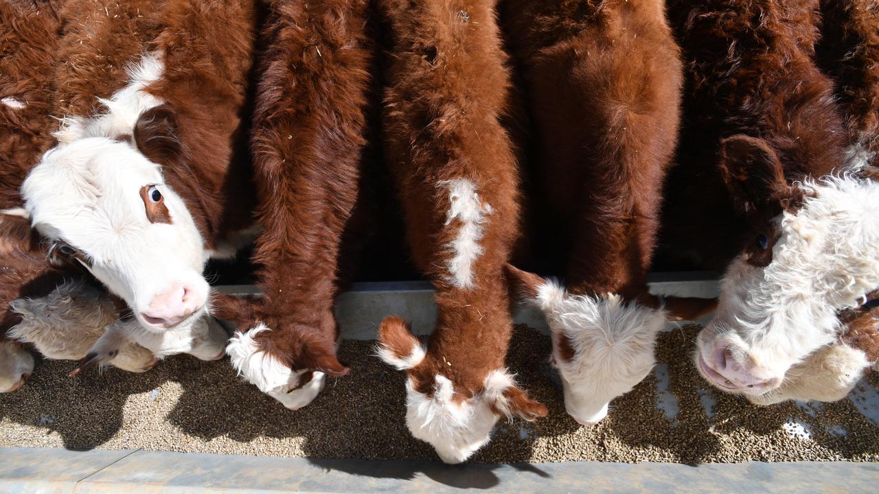 Cattle feeding at Langawirra Station, New South Wales