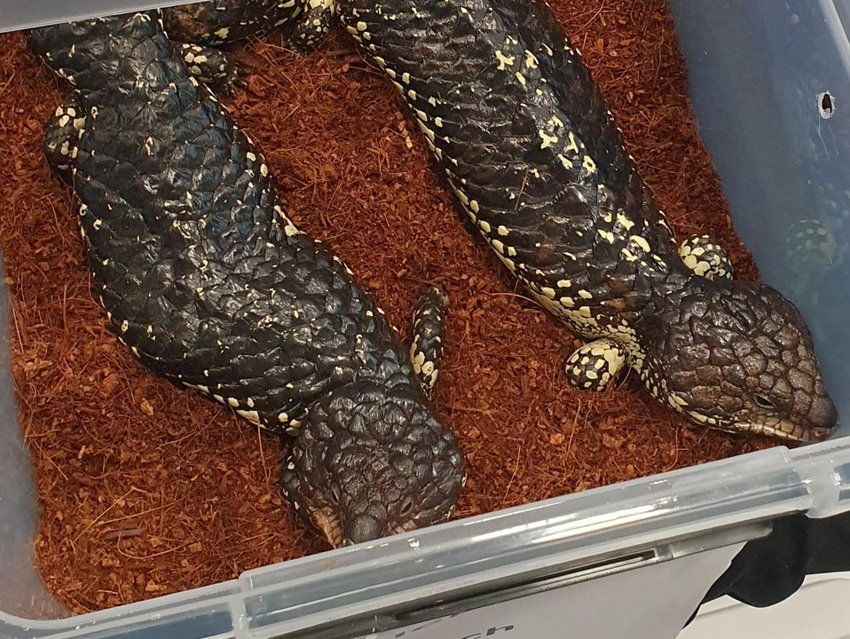 Lizards seized during wildlife smuggling attempt