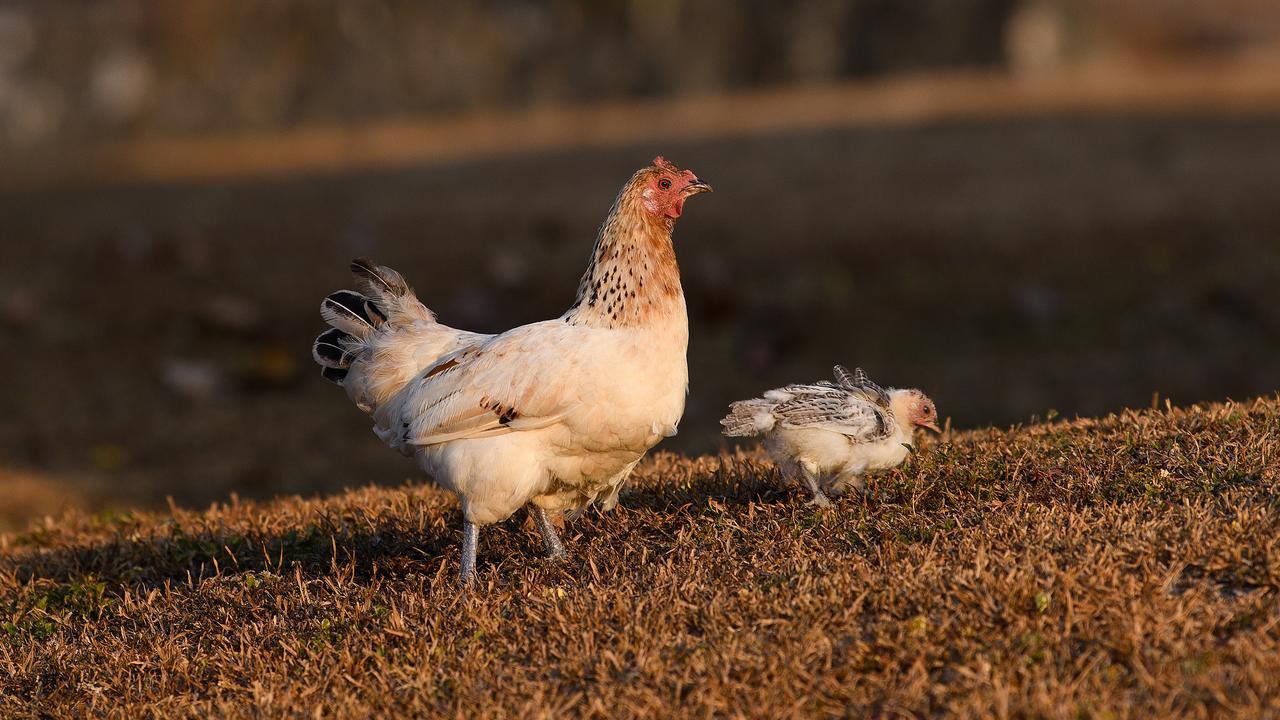 A file photo of chickens 